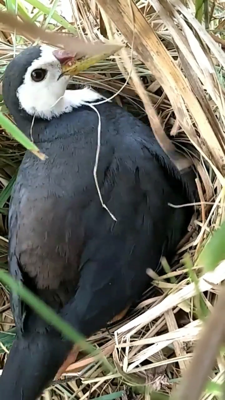 白面水鸡孵蛋