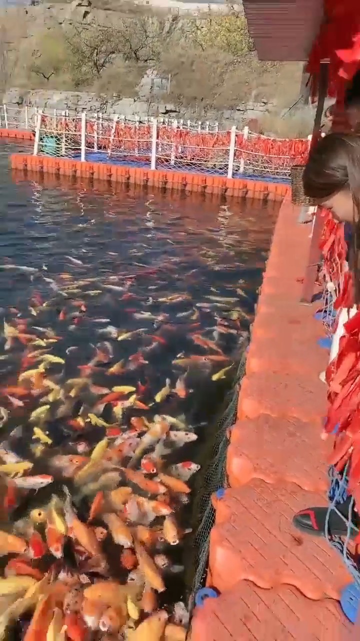 #娱乐#大金鲤鱼,见者发财哦