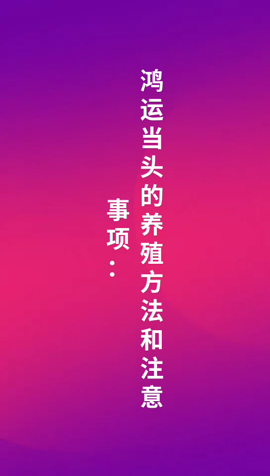 鸿运当头的养殖方法和注意事项