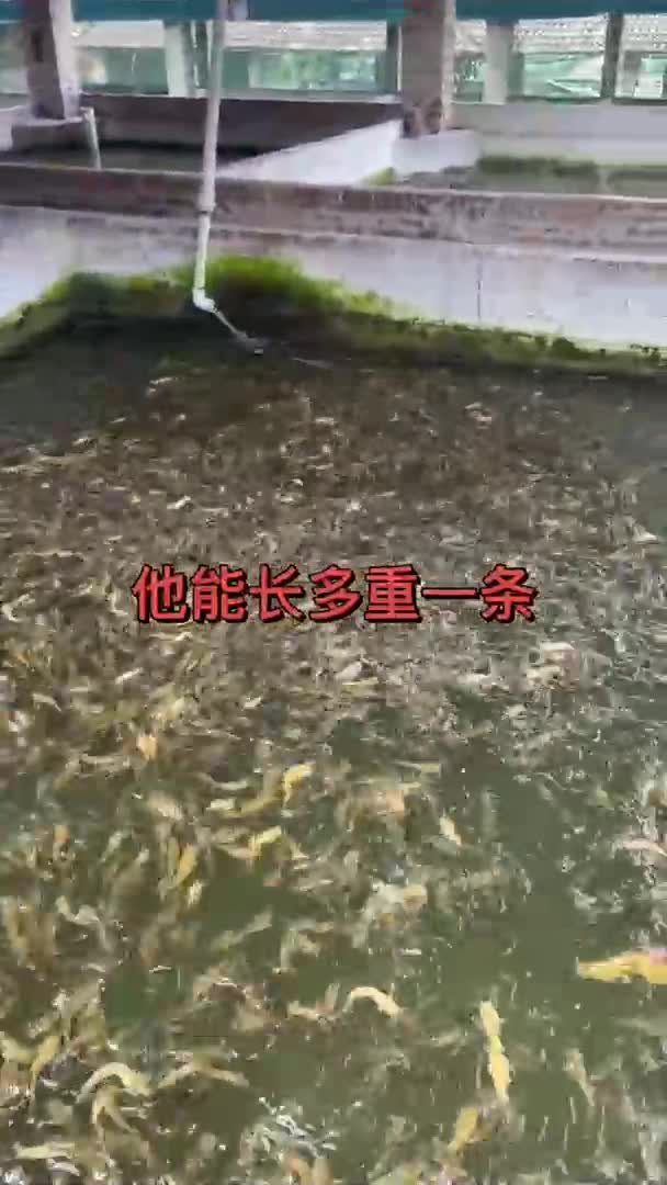 昨天四川客户开车20多小时,亲眼见到了猪场变鱼场的乡村振兴产业高密度养殖塘角鱼网红基地!