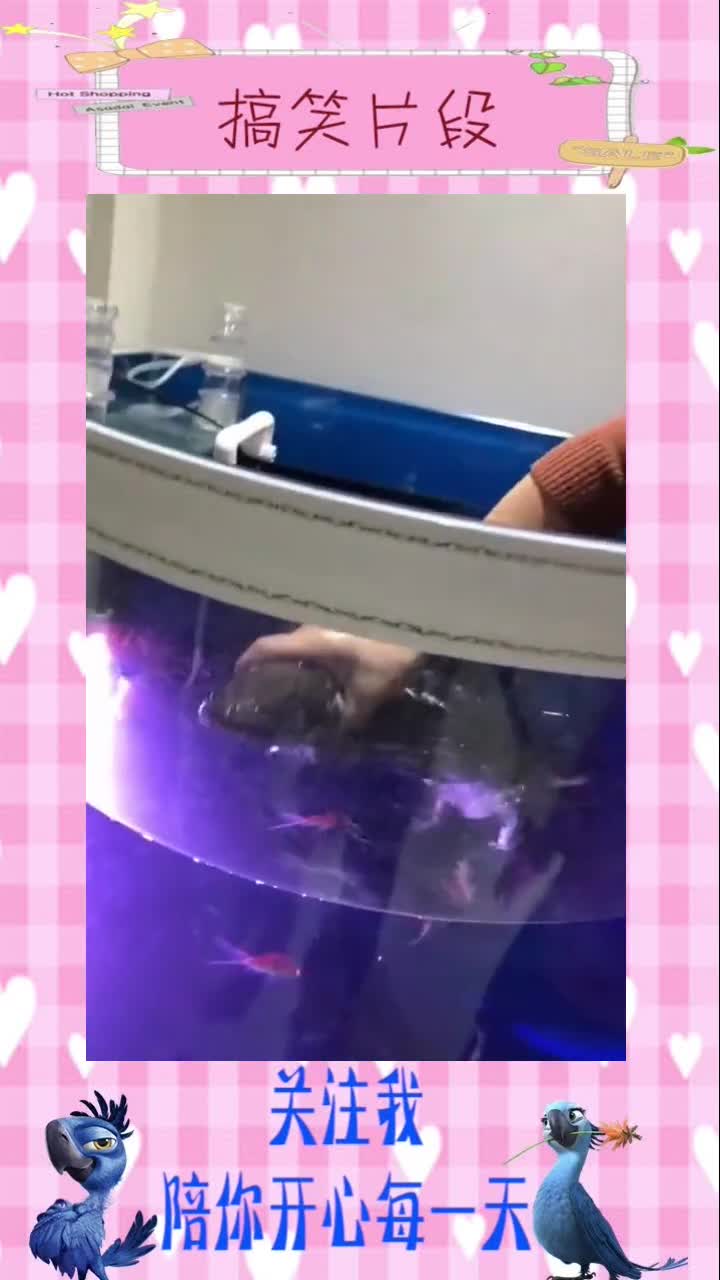黑鱼感谢老铁送的爱心早餐呲牙#搞笑视频#
