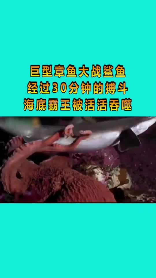 巨型章鱼大战鲨鱼,经过30分钟的搏斗,海底霸王被活活吞噬