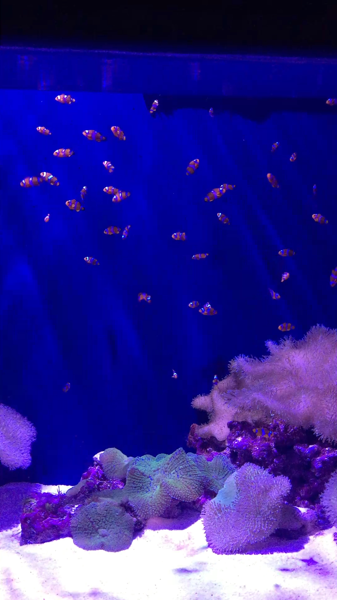 海洋馆的小丑鱼们
