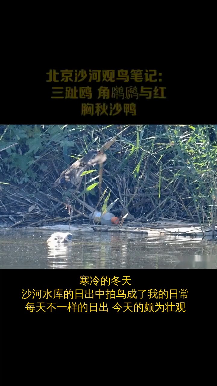 北京沙河观鸟笔记三趾鸥角与红胸秋沙鸭