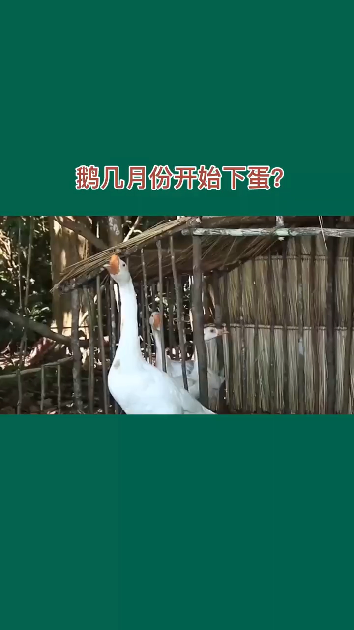 鹅几月份开始下蛋?