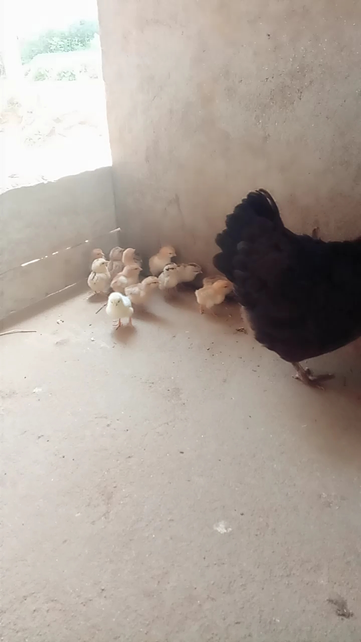 可爱的小鸡宝宝