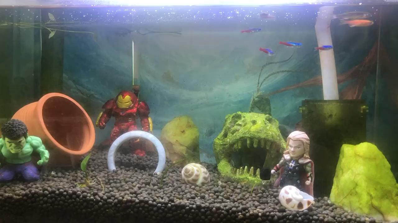 家庭养鱼需要注意些什么,这个视频简单来看一下