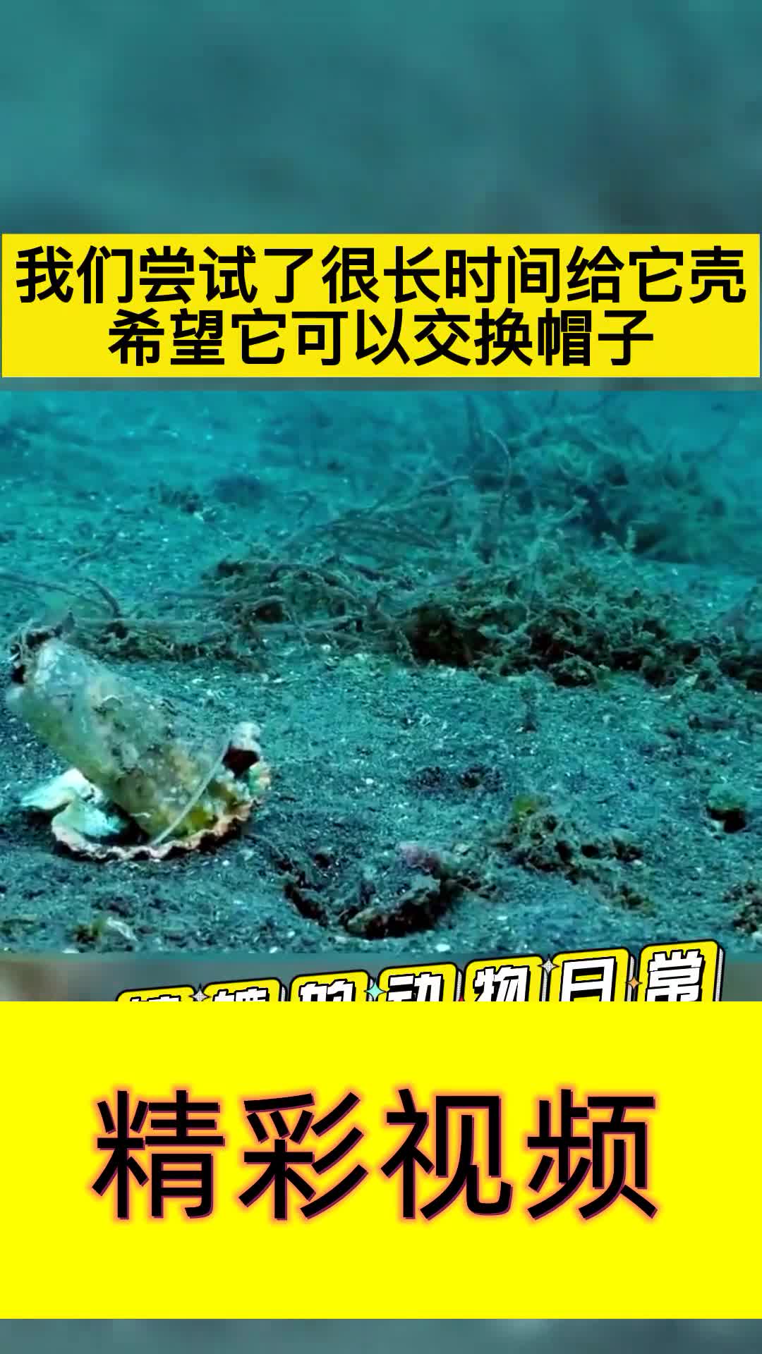 戴帽子的小章鱼,潜水员用贝壳跟它交换
