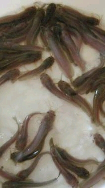 鱼苗批发