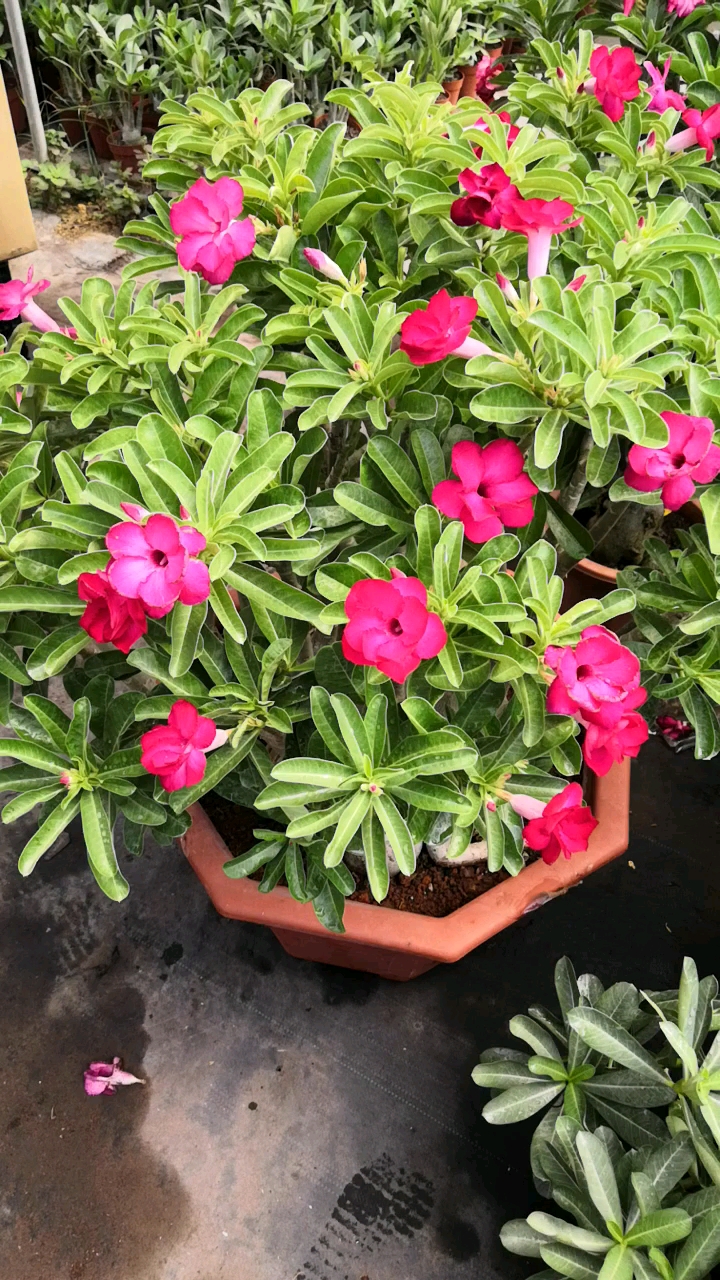 爆花的小苹果 沙漠玫瑰老桩,靓丽(▽)#沙漠玫瑰#多肉#绿植#园艺