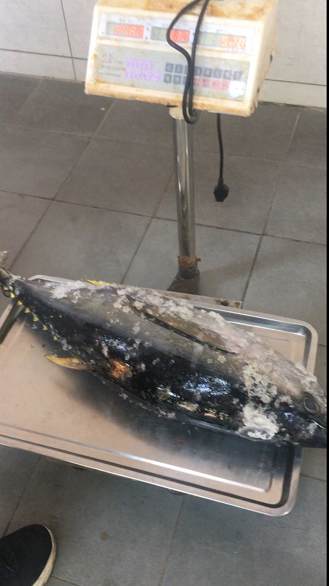 黄鳍金枪鱼