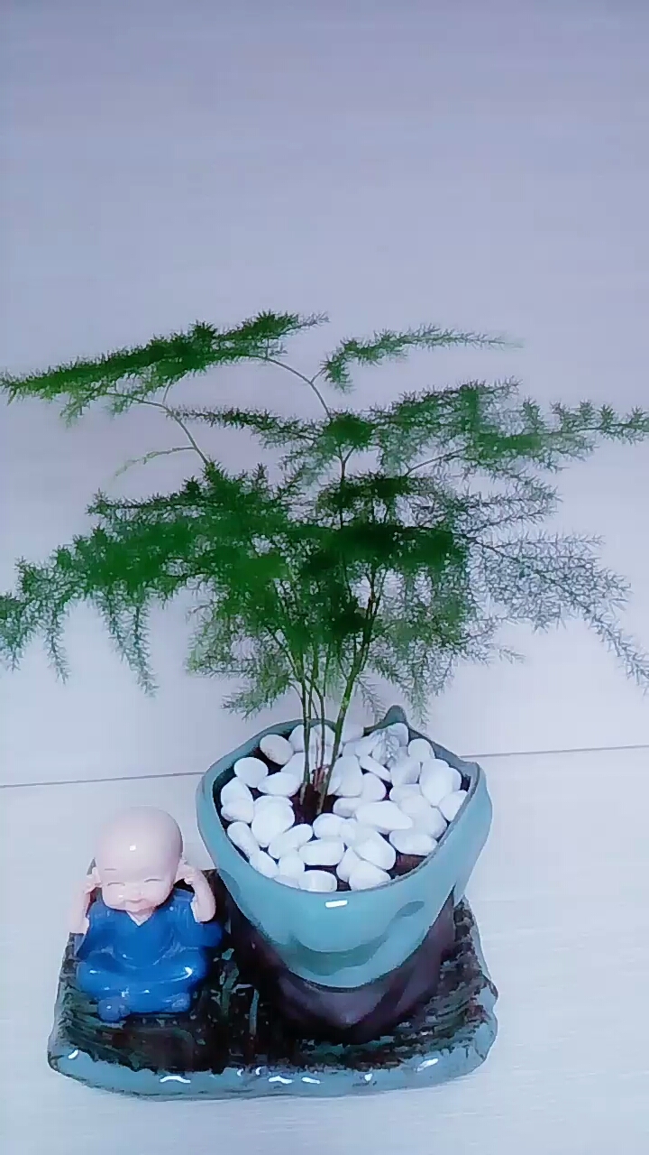 文竹小盆栽