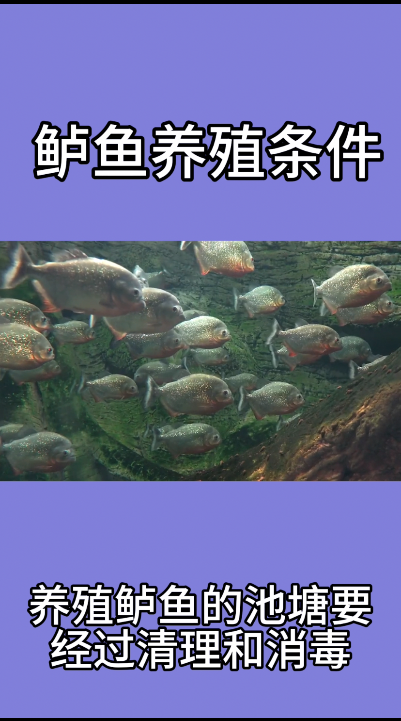 鲈鱼养殖条件  