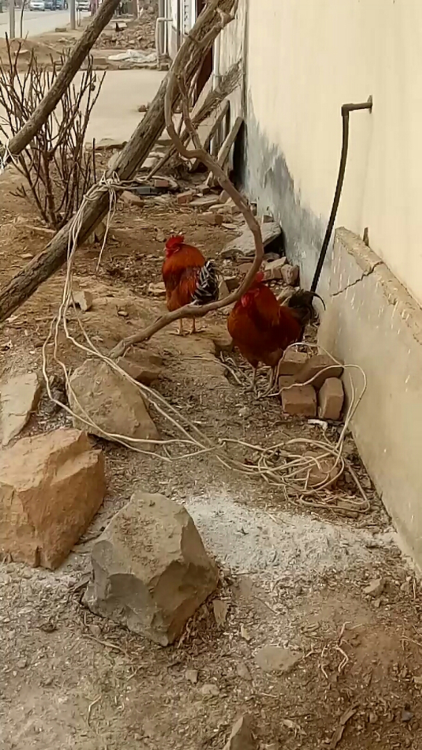 美丽的大公鸡
