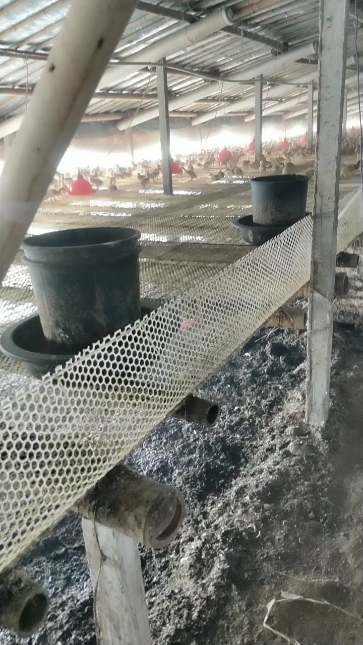 小小鸭子