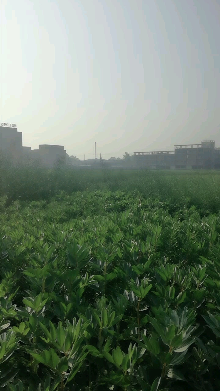 四月中旬,芳华尽了,杨州小纪,油菜结子,蚕豆结实,丰收在望。