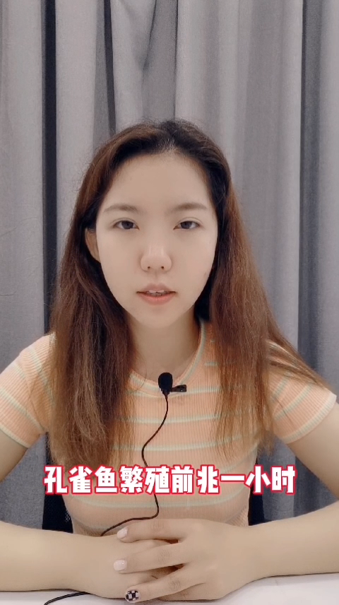 孔雀鱼繁殖前兆一小时