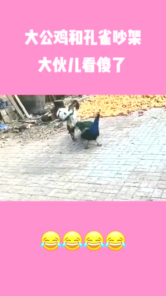 #搞笑段子#大公鸡和孔雀吵架,大伙儿看傻了!