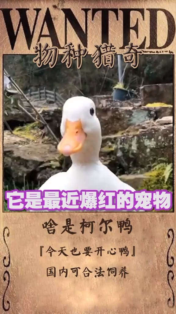 #神奇动物在这里#连王思聪都忍不住养了一只的小鸭子,可爱到爆炸
