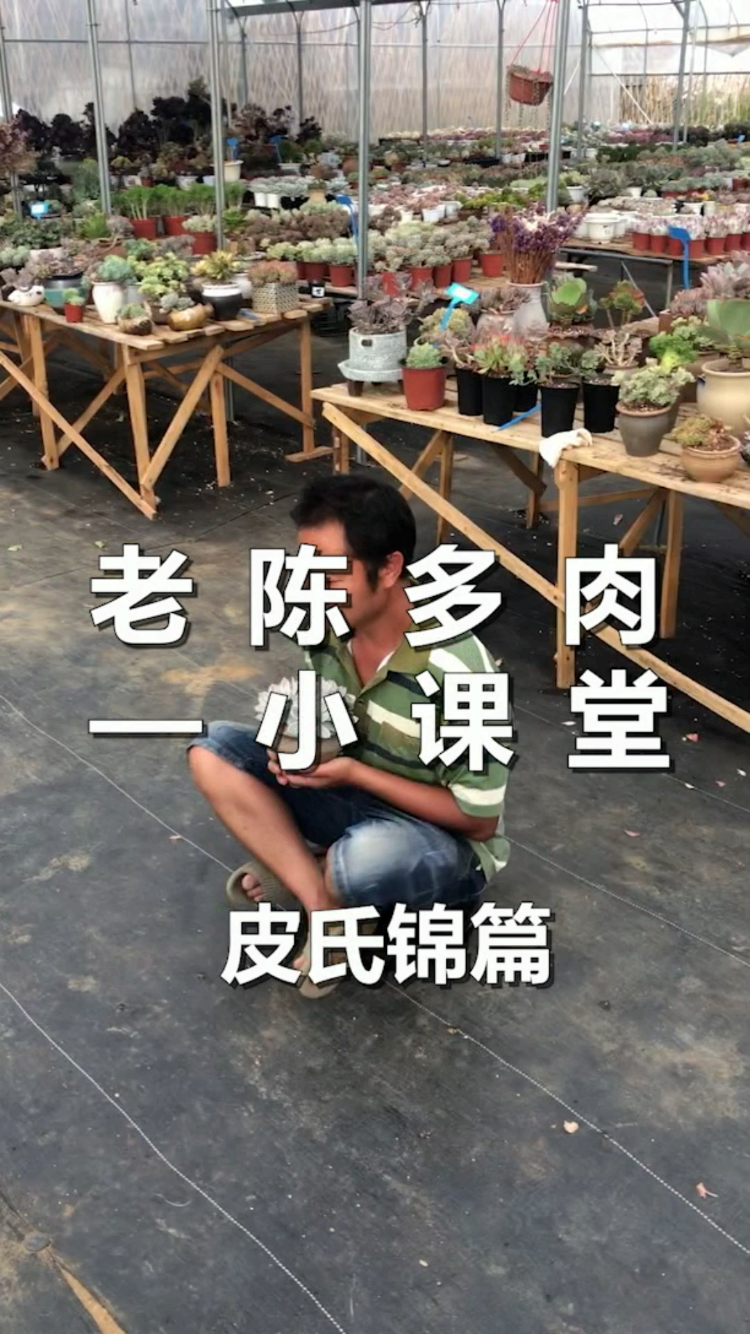 #吃瓜群众#关于皮氏锦和蓝石莲不得不说的故事！你知道了吗？