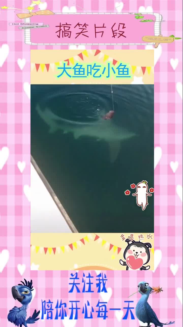 大鱼吃小鱼,实在是太真实了!,搞笑视频