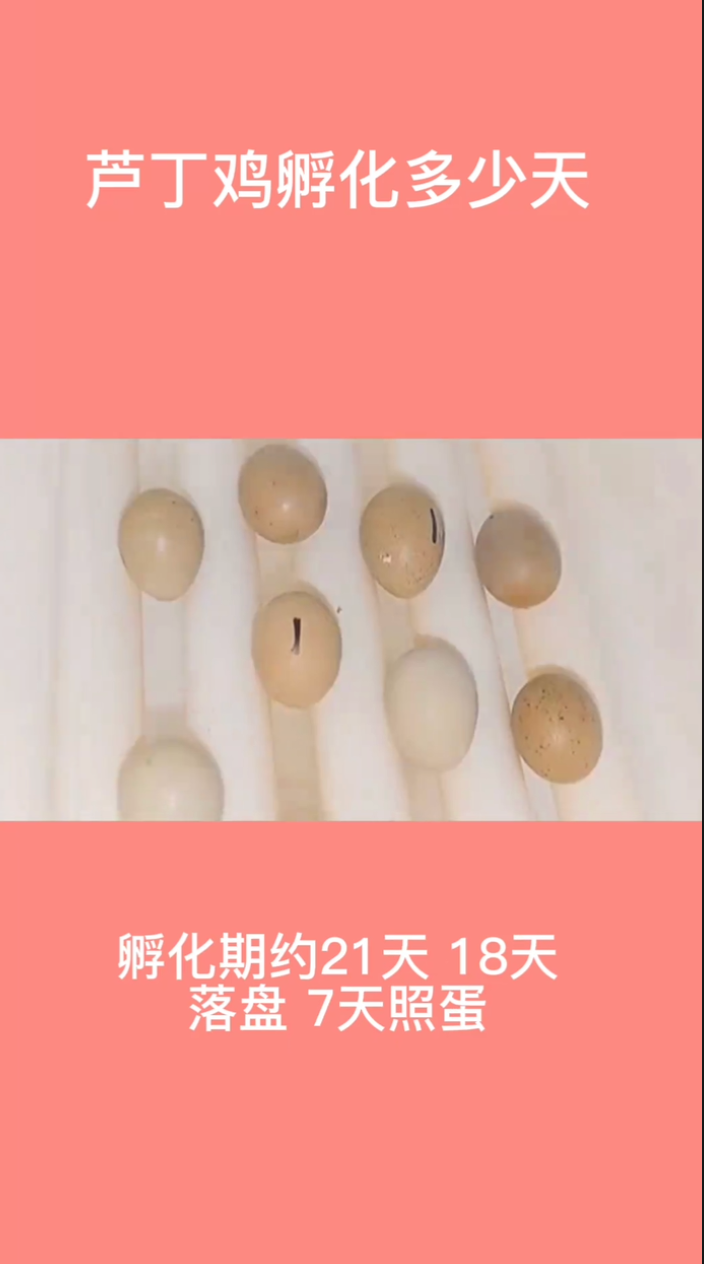 芦丁鸡孵化多少天。   