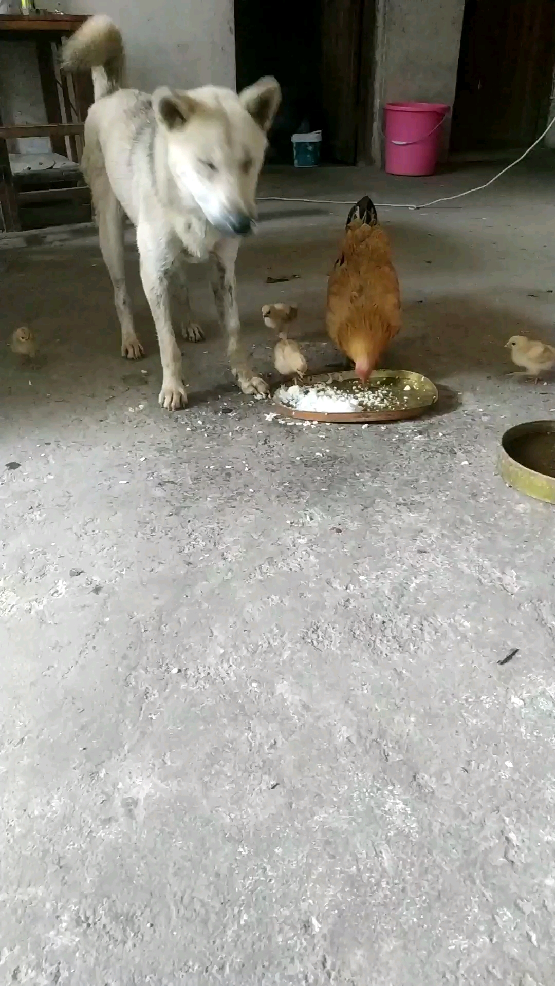 #乡村生活#鸡犬还是挺和谐的