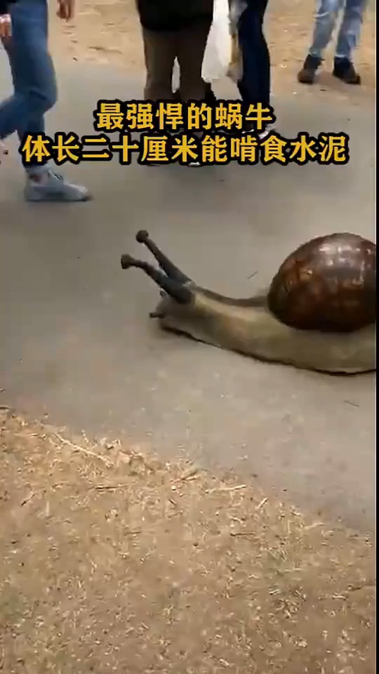最强悍的蜗牛,体长二十厘米能啃食水泥