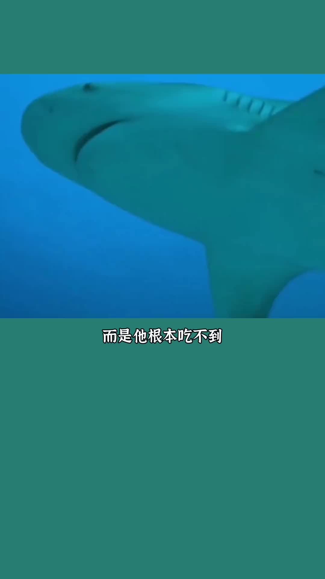 海豚为什么不怕鲨鱼