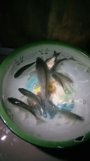 钓鱼日记:鱼乐