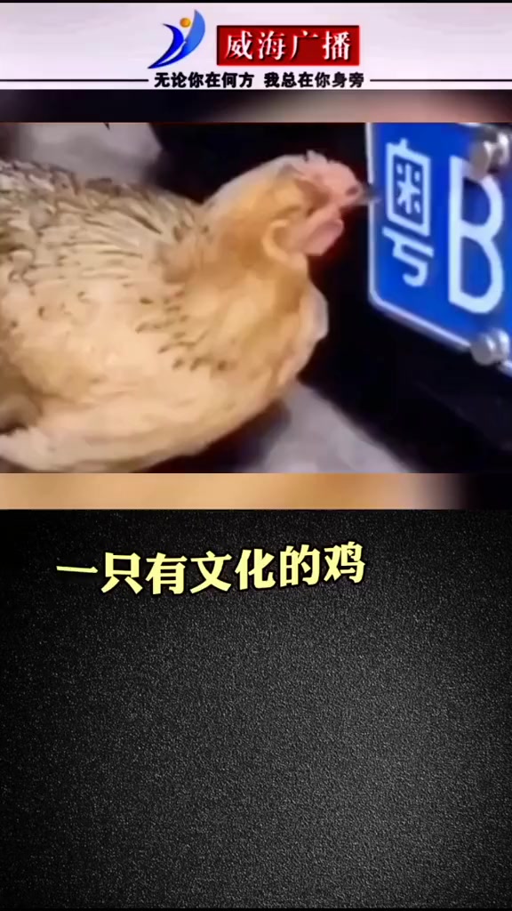 #搞笑段子#现实版小鸡啄米智慧热点涨知识