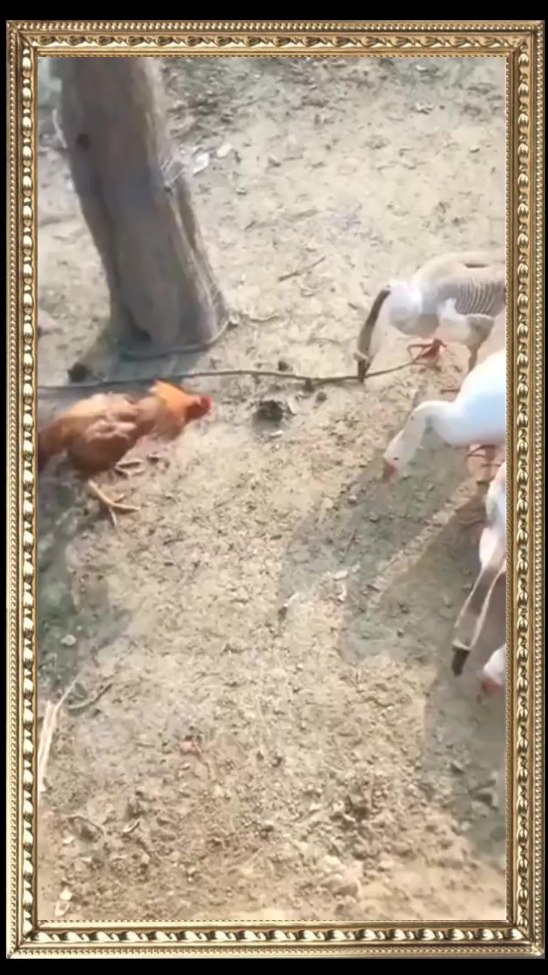 #搞笑段子#大公鸡和大鹅,为了争夺食物,爆发了打斗