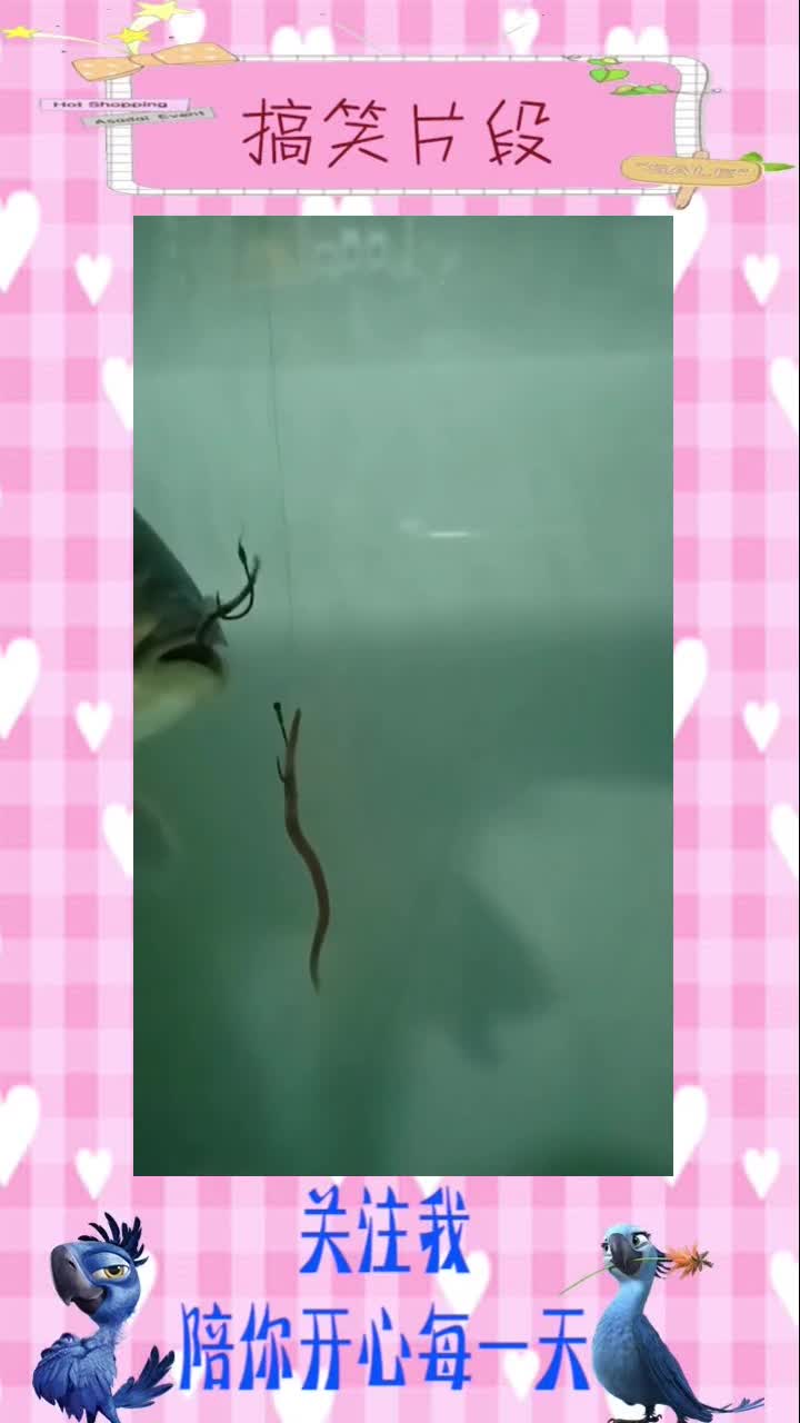 看看鱼是怎么上钩的,这真是高清版,搞笑视频