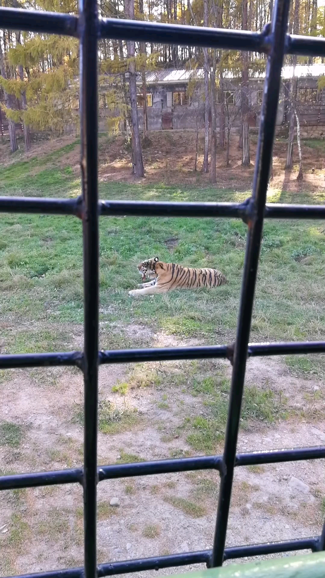 珍珠鸡,公鸡,还有什么