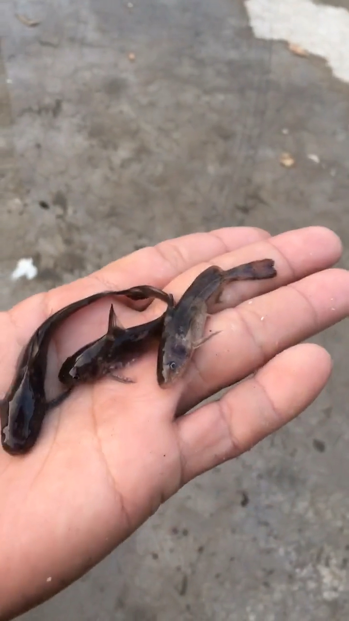 牛尾巴鱼,养大再盘它