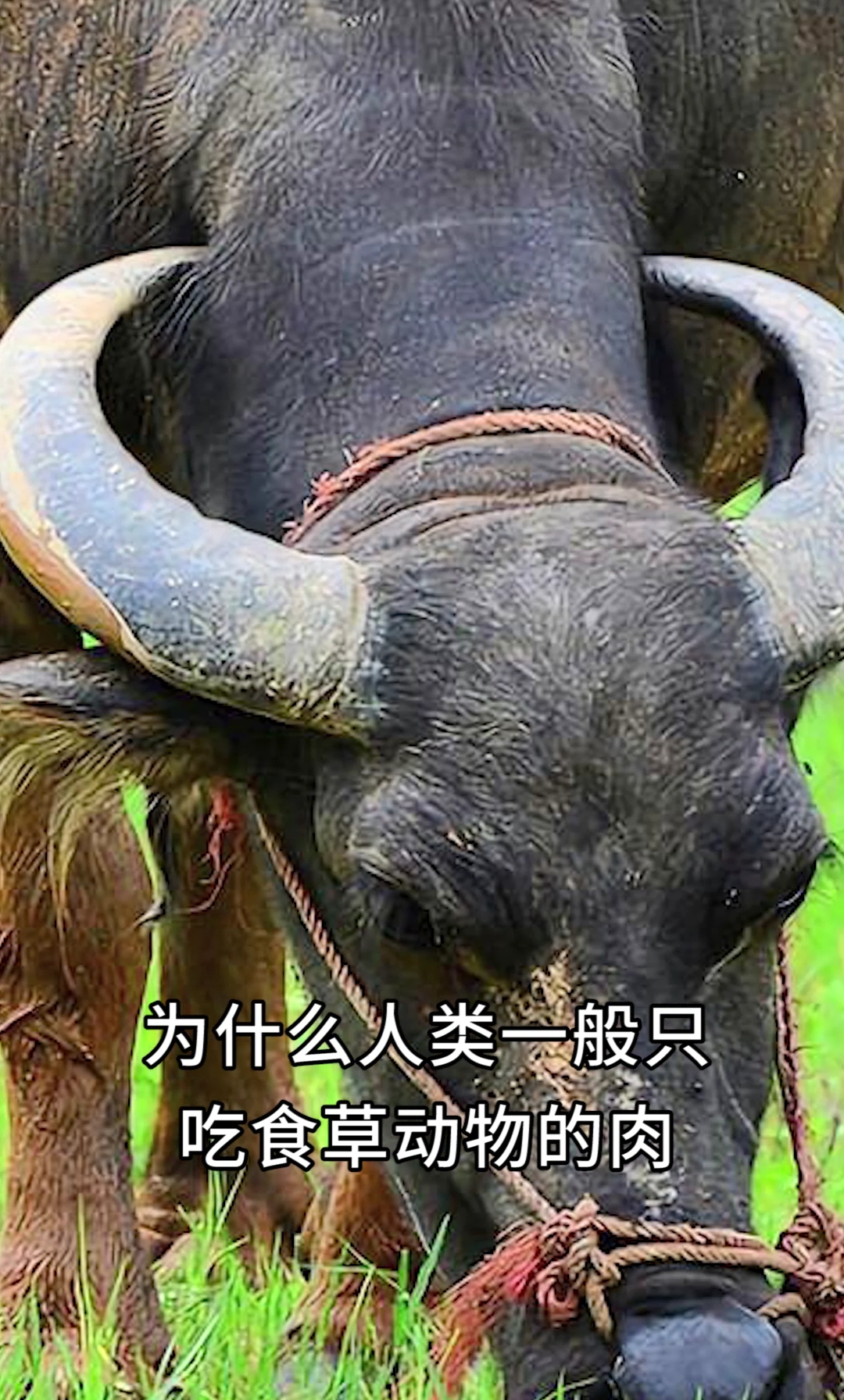 为什么人类一般只吃食草动物的肉,很少吃食肉动物?