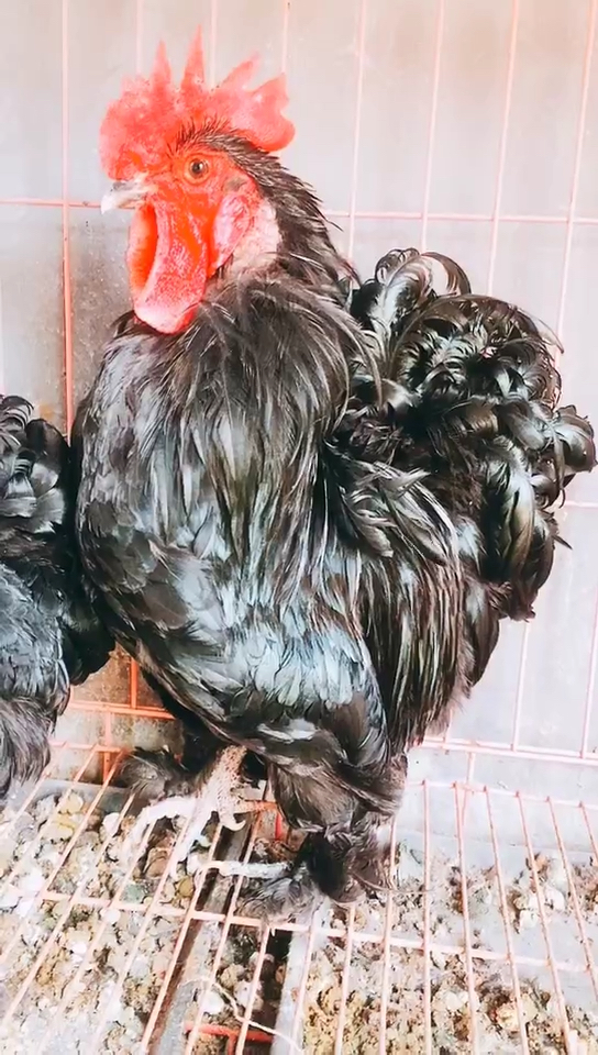 漂亮的绣球鸡
