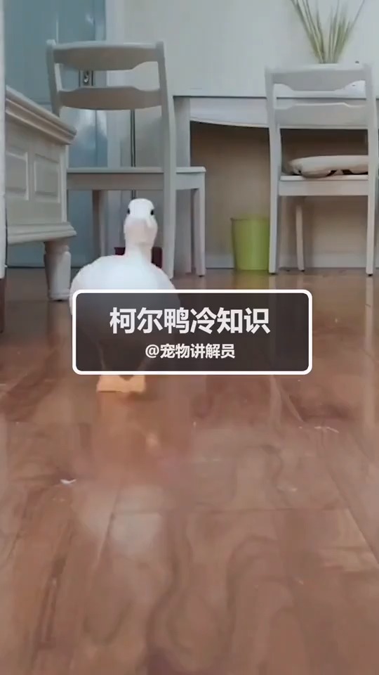 王思聪养的鸭子,价格就不用我多说了吧!