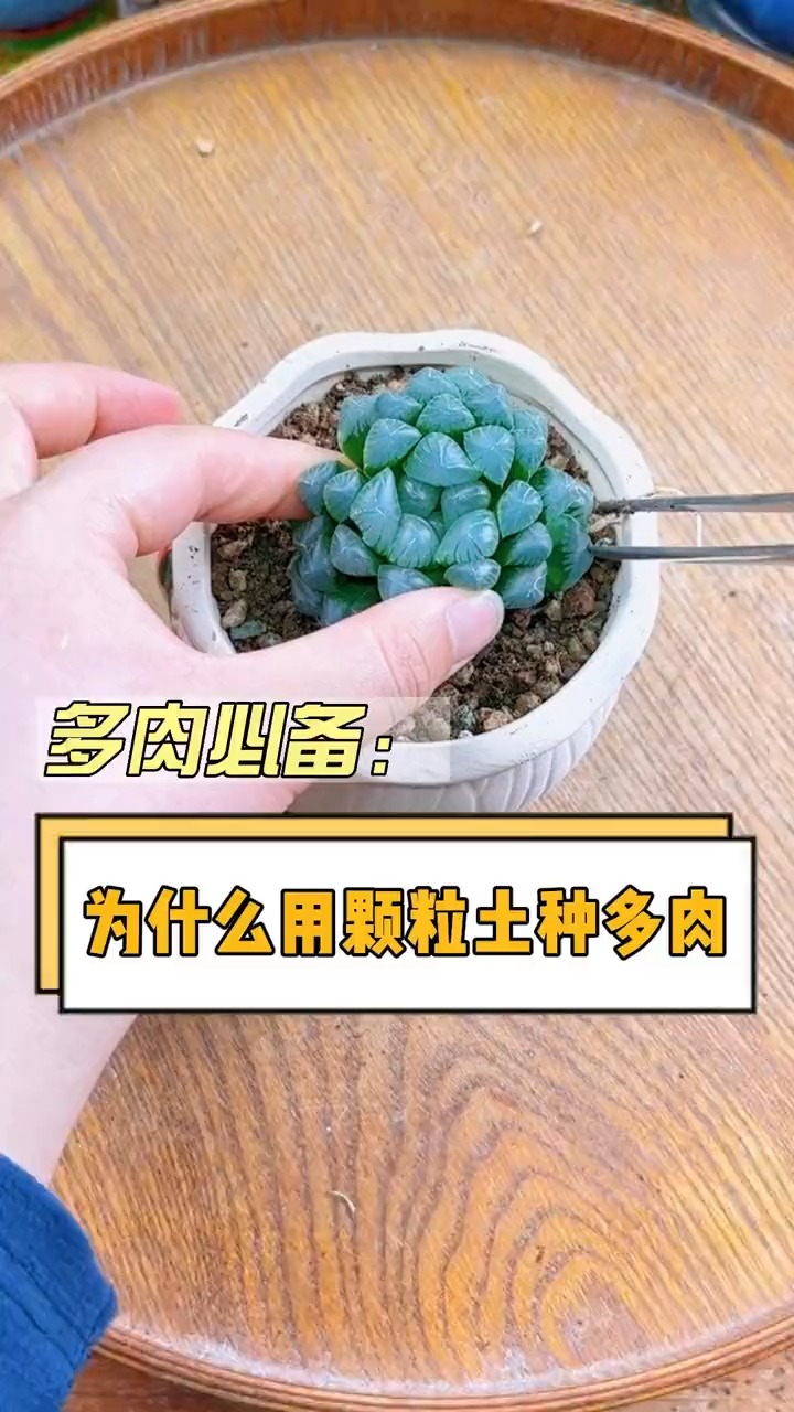 养多肉为什么不能用营养土种，得用颗粒土种植？这个视频告诉你#多肉#多肉植物#