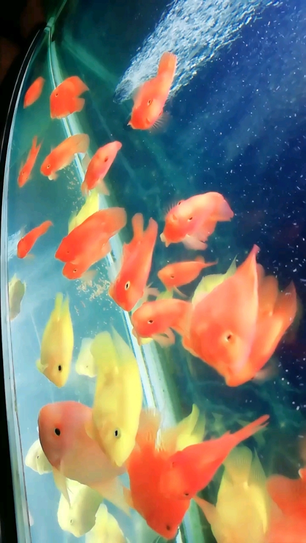 朋友们好 小金鱼好可爱