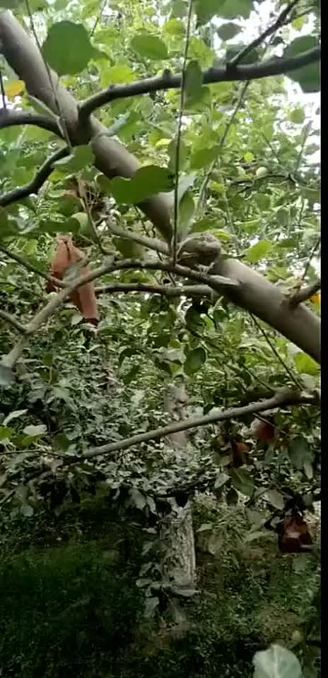 苹果果园养的大公鸡,吃草又吃虫