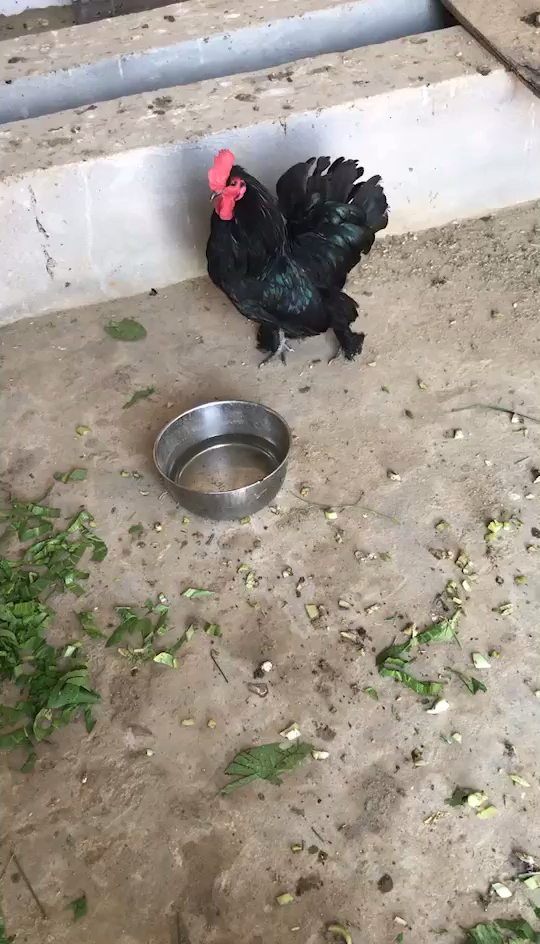 霸气的大公鸡