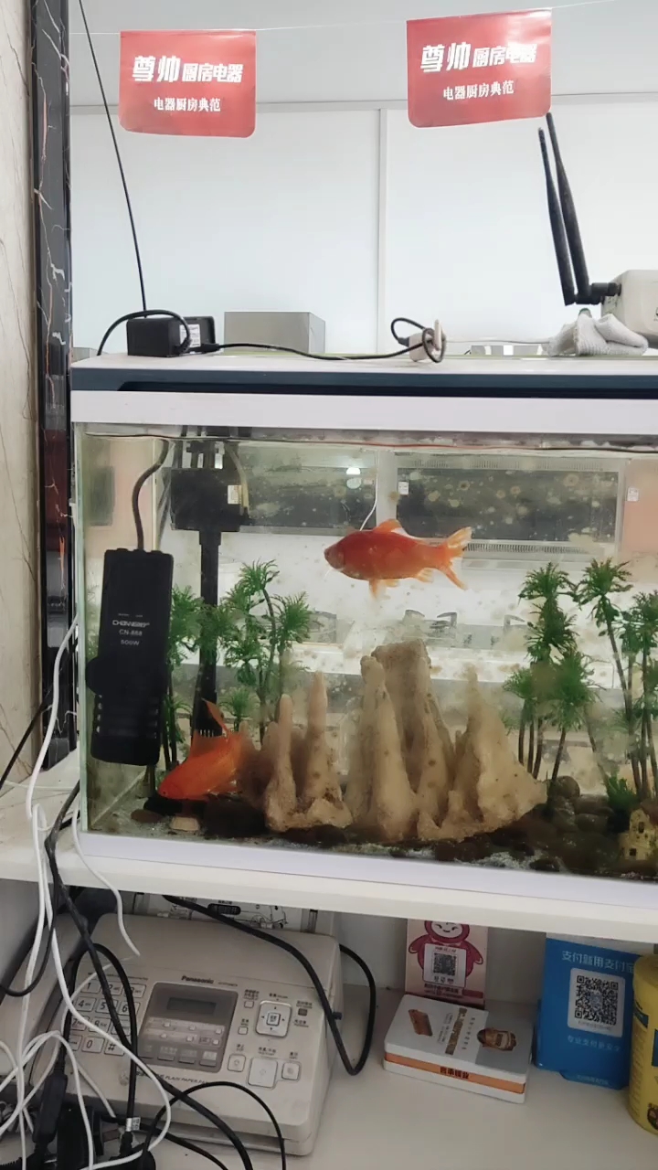 小金鱼开始产子了