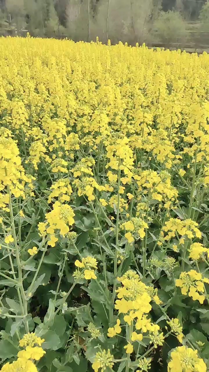 一片花海,真心好美