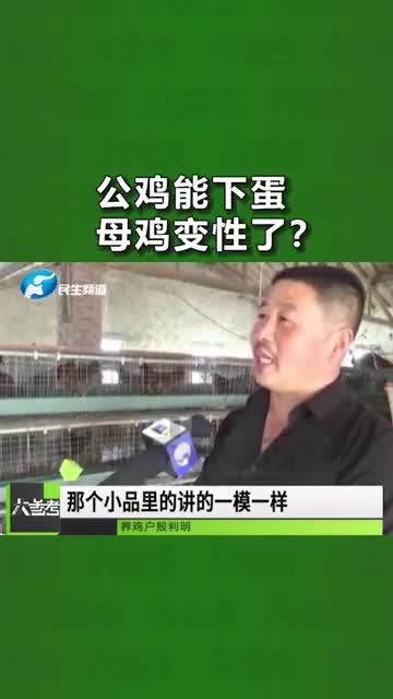 下蛋公鸡,公鸡中的战斗鸡!“母鸡”长了鸡冠还能下蛋?