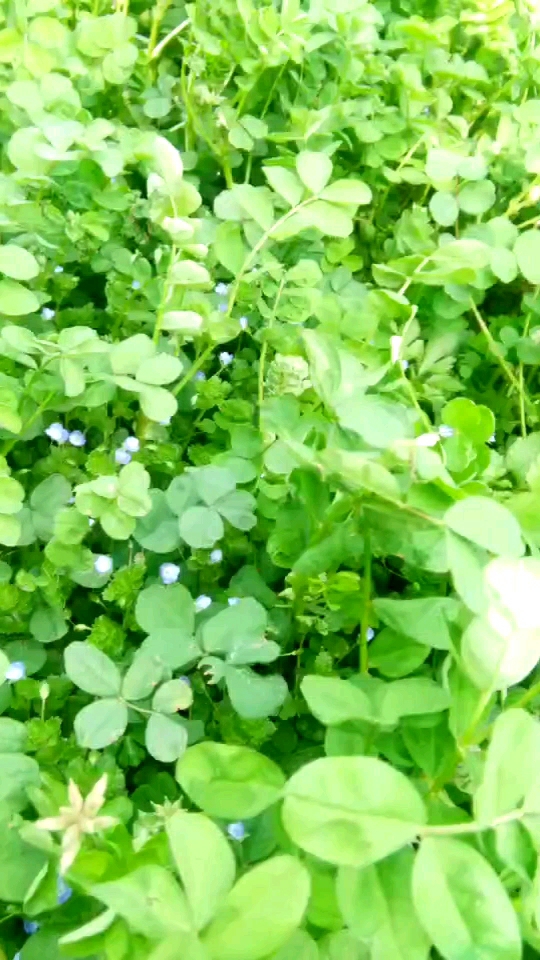 有机蔬菜,有吃过的吗?