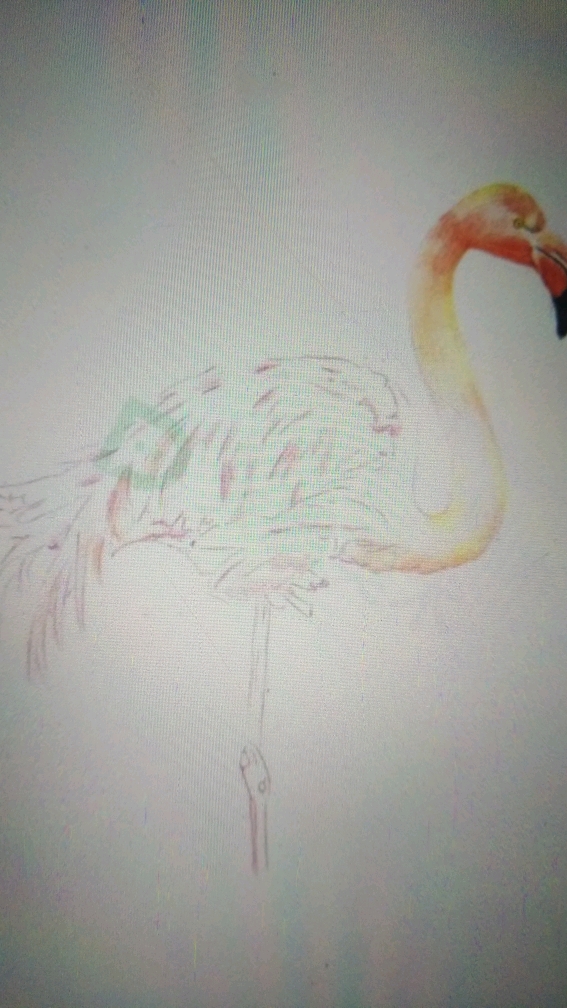 彩铅火烈鸟步骤