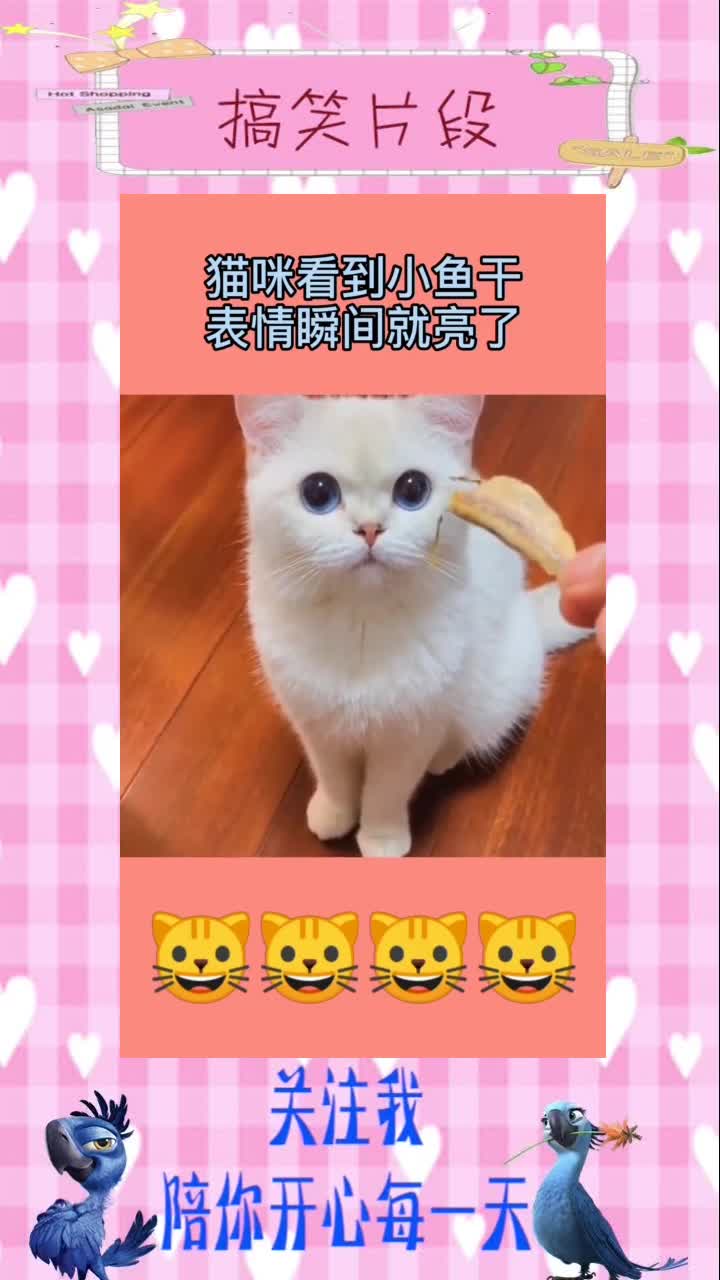 猫咪看到小鱼干,表情瞬间就亮了,实在太可爱,搞笑段子