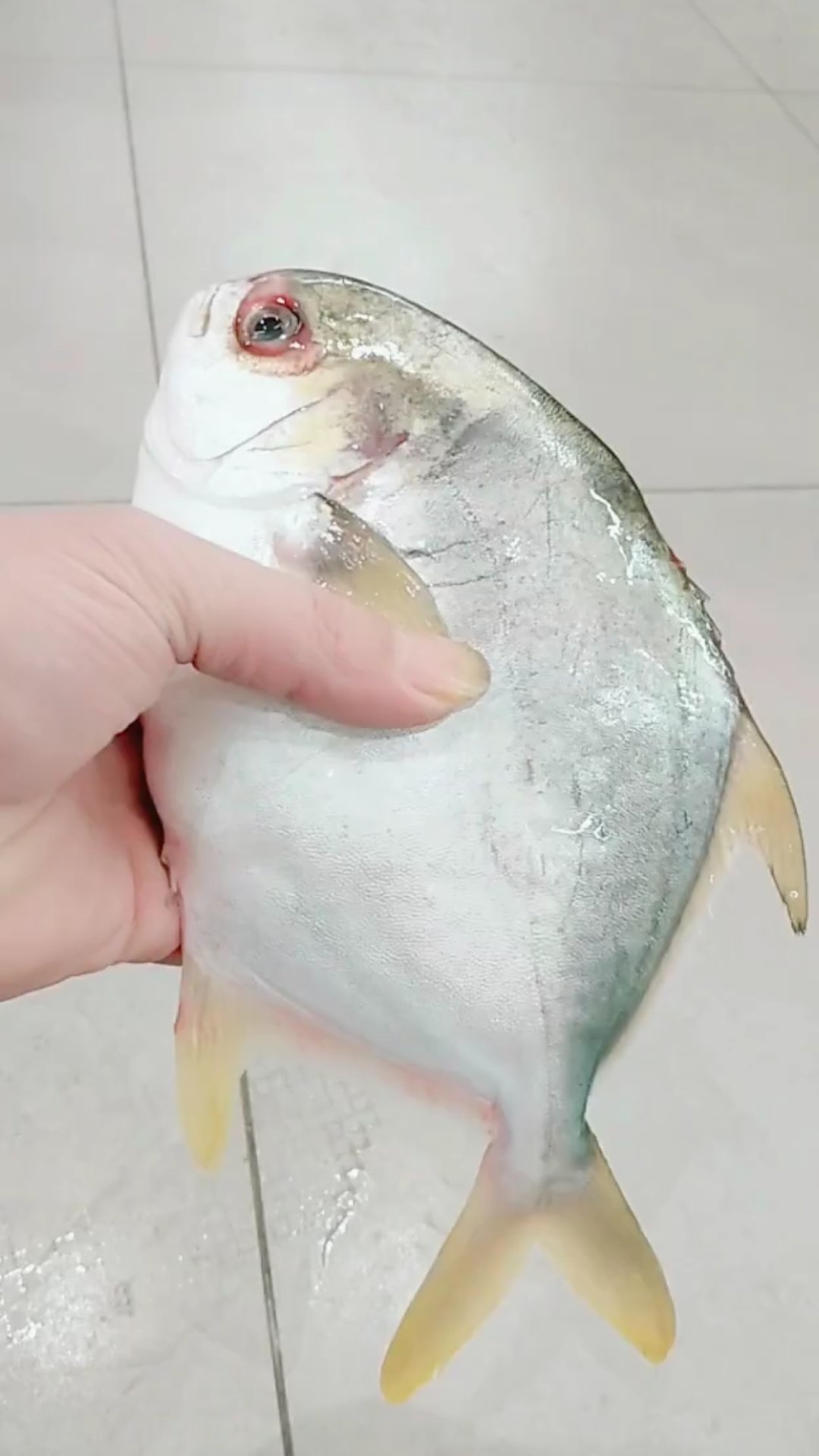 #我的秘密食谱#今天我们一起画鲳鱼