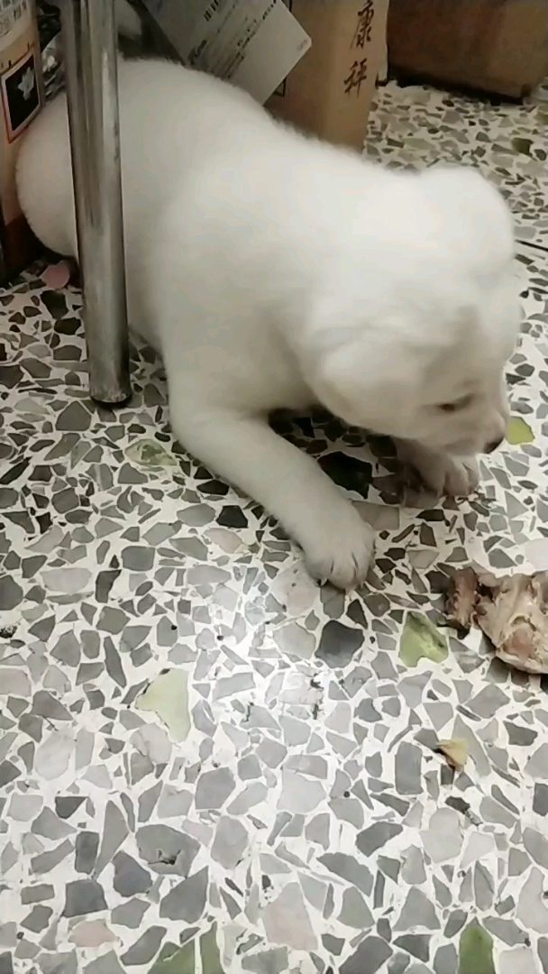 买了个鸡壳煲汤,汤给人吃,鸡壳给宝宝吃